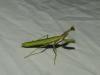 Iris oratoria